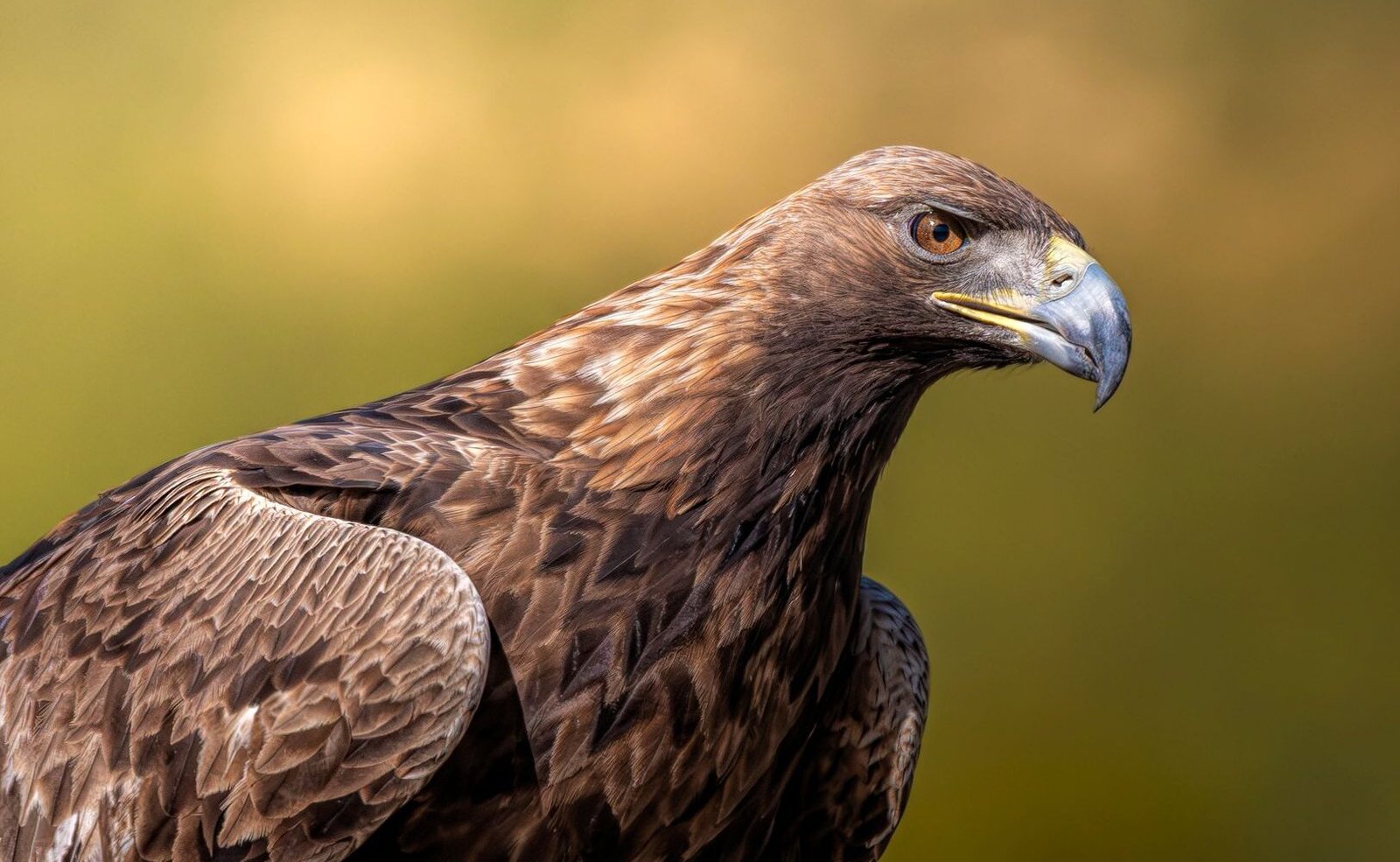 Exploring the Jeep Golden Eagle: A Classic Icon