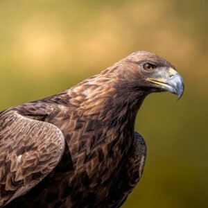Exploring the Jeep Golden Eagle: A Classic Icon