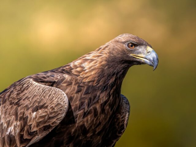 Exploring the Jeep Golden Eagle: A Classic Icon